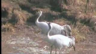 Dancing Cranes at Hornborgasjön Sweden 2008 [upl. by Addy]