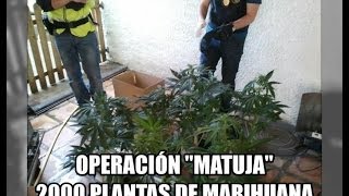 Operación quotMatujaquot 2000 plantas de marihuana Girona Cataluña 2012 GRI  Vigilancia AduaneraSVA [upl. by Shanks924]