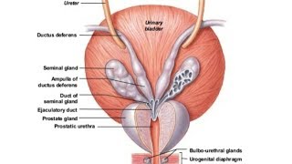 ANATOMY OF URINARY BLADDER  EXTERNAL AND INTERNAL FEATURES  BY DrAbhishek Kumar [upl. by Corny]