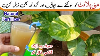 Best natural fertilizer for money plant  make Organic Fertilizer For any plants  Money plant [upl. by Zoha343]