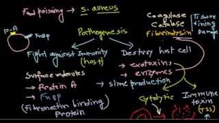 Staphylococcus pathogenesis [upl. by Babs142]