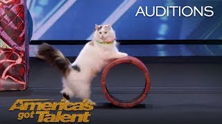 The Savitsky Cats Super Trained Cats Perform Exciting Routine  Americas Got Talent 2018 [upl. by Maer]