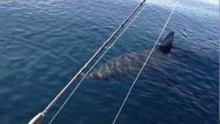 18 Ft Great White Shark Stalks Boat on video part 1 [upl. by Carine]