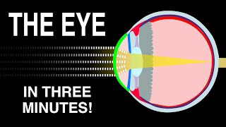 EYE ANATOMY IN 3 MINUTES [upl. by Livvyy207]