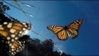 Amazing Monarch Butterflies in Mexico [upl. by Chemesh]