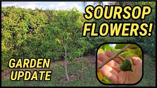 Exciting Soursop Tree Update Backyard Florida Garden Guanabana [upl. by Refotsirk282]