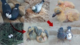 2 pigeon pairs Video of the babies growth  kabutar ke bacchon ki video [upl. by Yoreel]