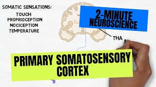 2Minute Neuroscience Primary Somatosensory Cortex [upl. by Arabela]