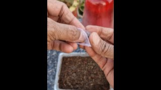 Verbena Seed Germination How To Grow Verbena From Seedviralvideo [upl. by Pacorro]