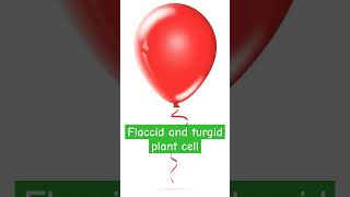 What is flaccid and turgid cell explained csir gate 2024🔥🔥😎😎🤓 [upl. by Aicul]