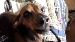 REAL talking dog dachshund speaks [upl. by Silra]