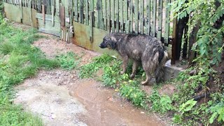 Abandoned Dog Was Waiting In The Rain For Her Owner To Come Back [upl. by Sew]