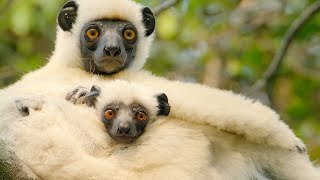 Sifaka Lemurs Make A Treacherous Journey For Food  BBC Earth [upl. by Adyl106]