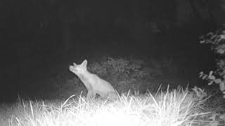 The Star Gazers Back talltreesnaturereserve foxwatching foxes foxy astronomy stargazing [upl. by Akibma]