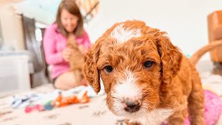 Must Watch Before Picking Out A Goldendoodle Puppy [upl. by Radmen7]