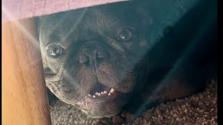 Maui undersofa man😂dog bulldog puppy frenchie doglover frenchbulldog dogs funnydog funny [upl. by Rodie]