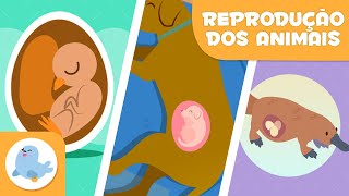 REPRODUÇÃO dos ANIMAIS 🐶🐦 SEXUADA E ASSEXUADA 🥚🤰🏻 OVÍPAROS VIVÍPAROS E OVOVÍPAROS [upl. by Juxon]