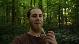 Wild Edibles Medicinal Plant and Wild Mushroom Walk [upl. by Anasor694]