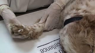 Diagnosing carpal hyperextension in a dog or cat [upl. by Kerat]