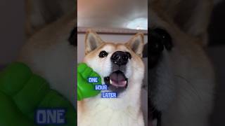 Chipi Chipi Chapa Chapa ULTIMATE MEME MASHUP 2 doge memes spongebob [upl. by Zeta383]