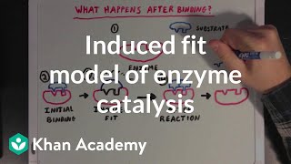 Induced fit model of enzyme catalysis  Chemical Processes  MCAT  Khan Academy [upl. by Iramohs]