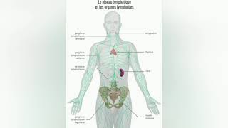 lymphome hodgkinien et non hodgkinien [upl. by Tamsky526]