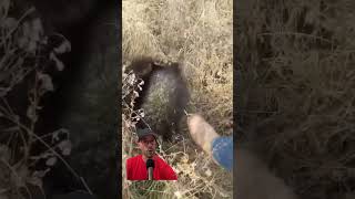 Scary Power Of A Porcupine Attack And Name Origin [upl. by Anikas]