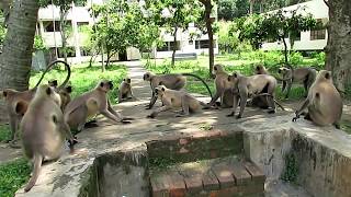 Monkeys Fighting With other groups II Langur Monkey Fight and Sounds [upl. by Ianahs]