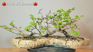 Bonsai Ulmus minor var raft [upl. by Nioe]