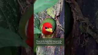 Redheaded Barbet  A Vibrant Jewel of the Canopy [upl. by Primalia]