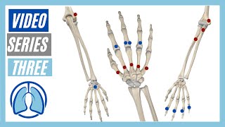 Upper Extremity Video Series Three Action Origin Insertion Innervation [upl. by Eceirahs577]