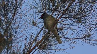 Australasian Figbird [upl. by Russel20]