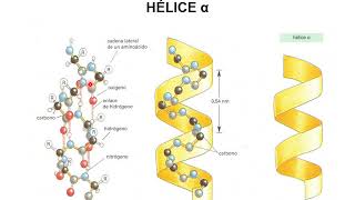 Teórica Estructura de las proteínas Parte 2 [upl. by Vivle724]