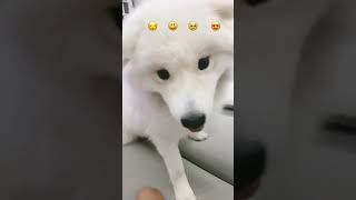 Dog emoji challenge [upl. by Llennahs]