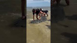 Group Saves Sharks Life shortsvideo [upl. by Sirah389]