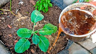 O melhor ADUBO COUVE e para suas Plantas crescerem Rápido [upl. by Valle671]