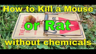 How to kill a mouse or rat without chemicals Part 1 [upl. by Granniah]