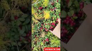 cranberry harvesting season agriculture farming satisfying shortsvideo shorts [upl. by Kowalski550]