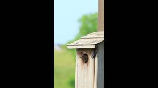 House Wren vs Bluebird nest buildingm4v [upl. by Clary]