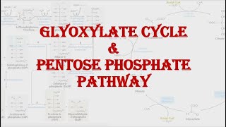 Glyoxylate cycle amp Pentose phosphate pathway Shunt  HPU BSc 2nd year [upl. by Ema]