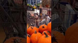 Husky mini smells pumpkins at the store [upl. by Eveiveneg]