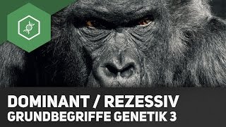 Dominant amp Rezessiv – Unterschied – Grundbegriffe Genetik 3 [upl. by Wernher]