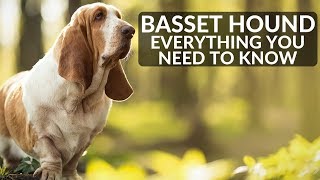 BASSET HOUND 101 Everything You Need To Know About Owning A Basset Hound Puppy [upl. by Brandenburg655]