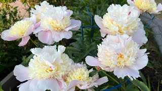 Peonies collection Zone 3 Calgary Alberta [upl. by Culbertson766]