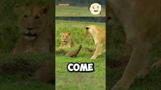 Lion vs Mongoose Real fight 😱 [upl. by Goles]