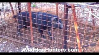 TRAPPING WILD HOGS IN TEXAS  Learn How To Do It [upl. by Sabec]