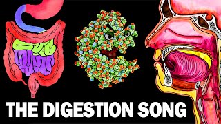 THE DIGESTIVE SYSTEM SONG [upl. by Gar]