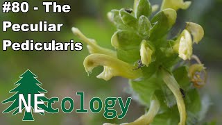 NEcology 80  The Peculiar Pedicularis [upl. by Ahtnamys]