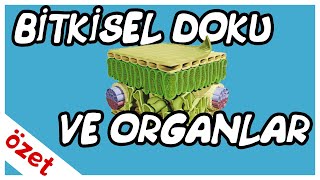 Bitkisel Doku ve Organlar Özet  AYT Biyoloji [upl. by Traci]