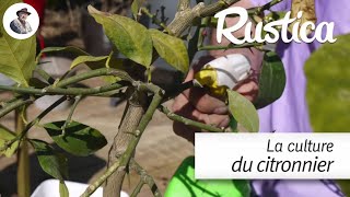 Réussir le rempotage dun citronnier  pasàpas [upl. by Asert]